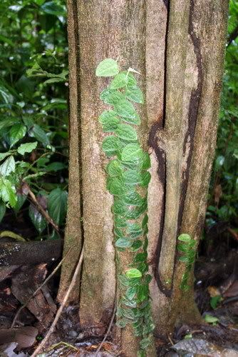 Costa Rica Plants