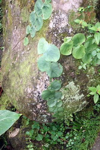 Costa Rica Plants