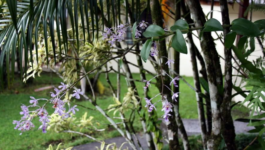 Costa Rica Plants