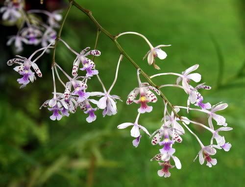Oerstedella schumanniana