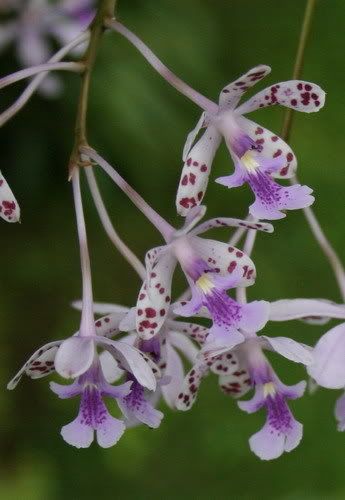 Costa Rica Plants