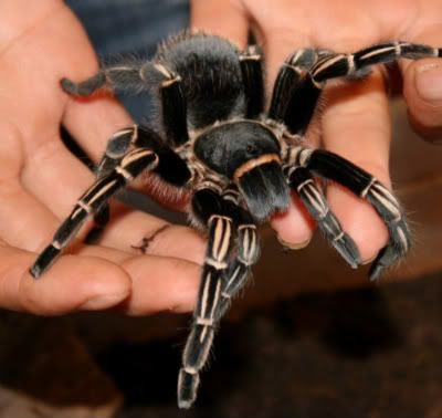 Costa Rica Spiders