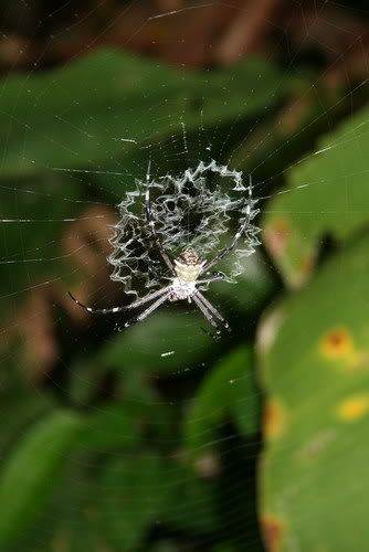 Costa Rica Spiders