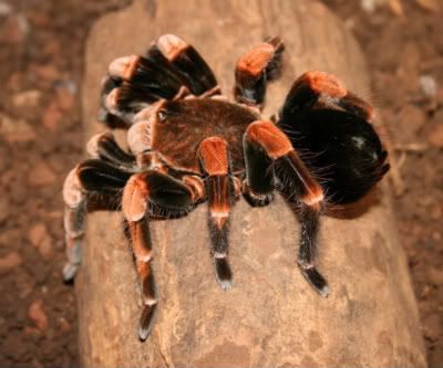 Costa Rica Spiders