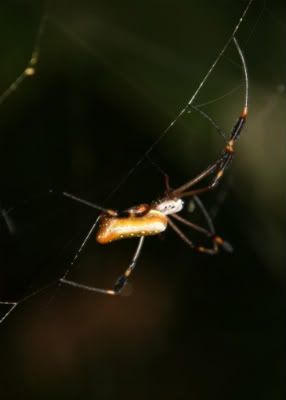 Costa Rica Spiders