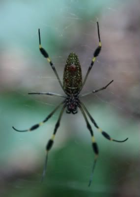 Costa Rica Spiders