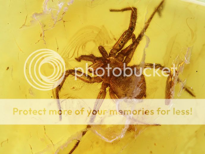 Fossil ARANEAE Nice SPIDER Inclusion in Genuine BALTIC AMBER + HQ 