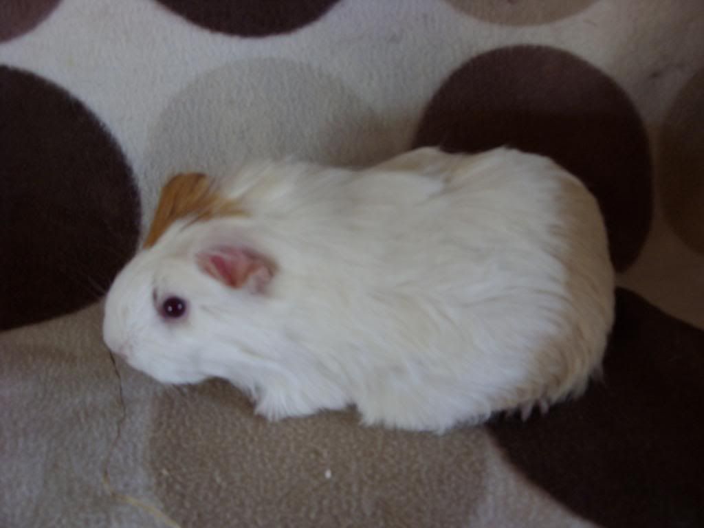 avairypigs001.jpg