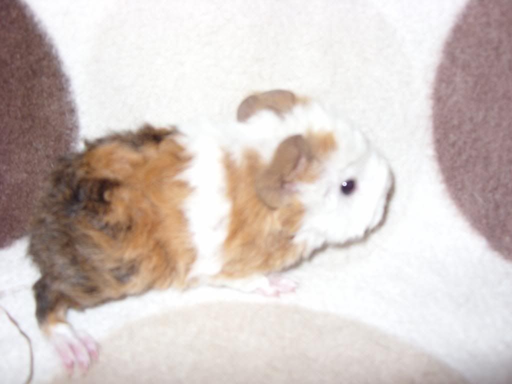 avairypigs002.jpg