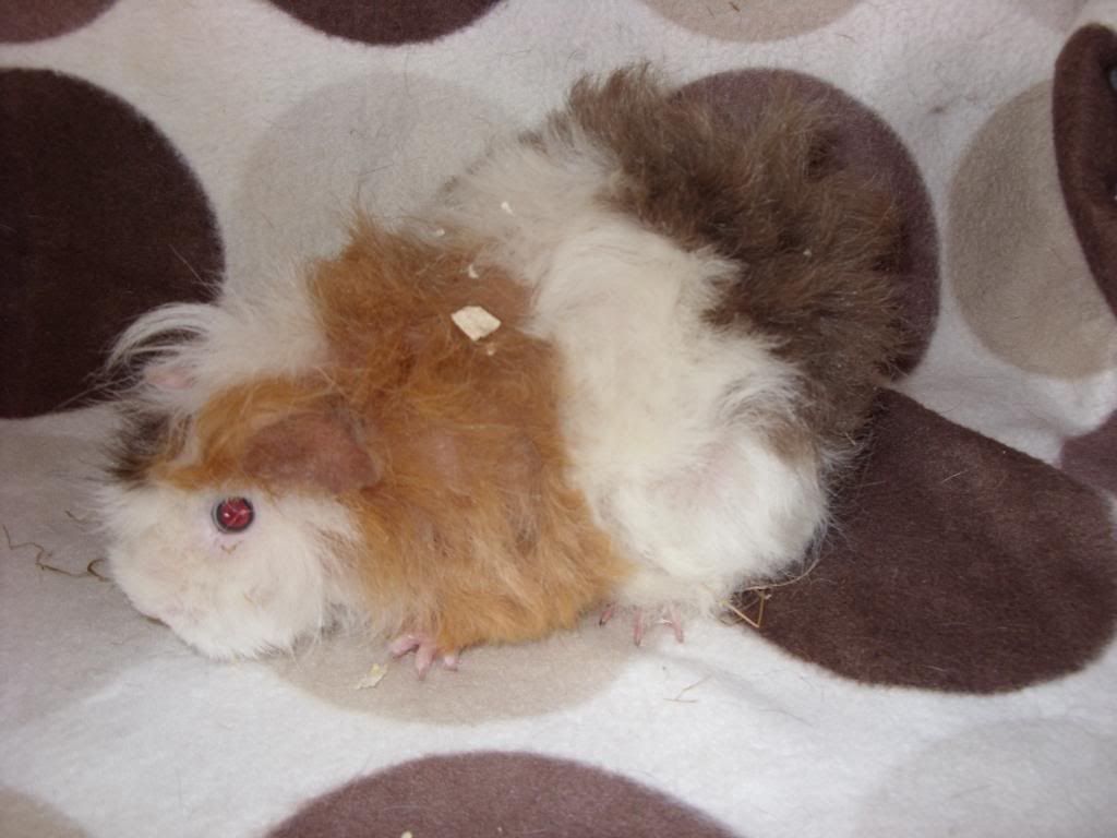 avairypigs003.jpg
