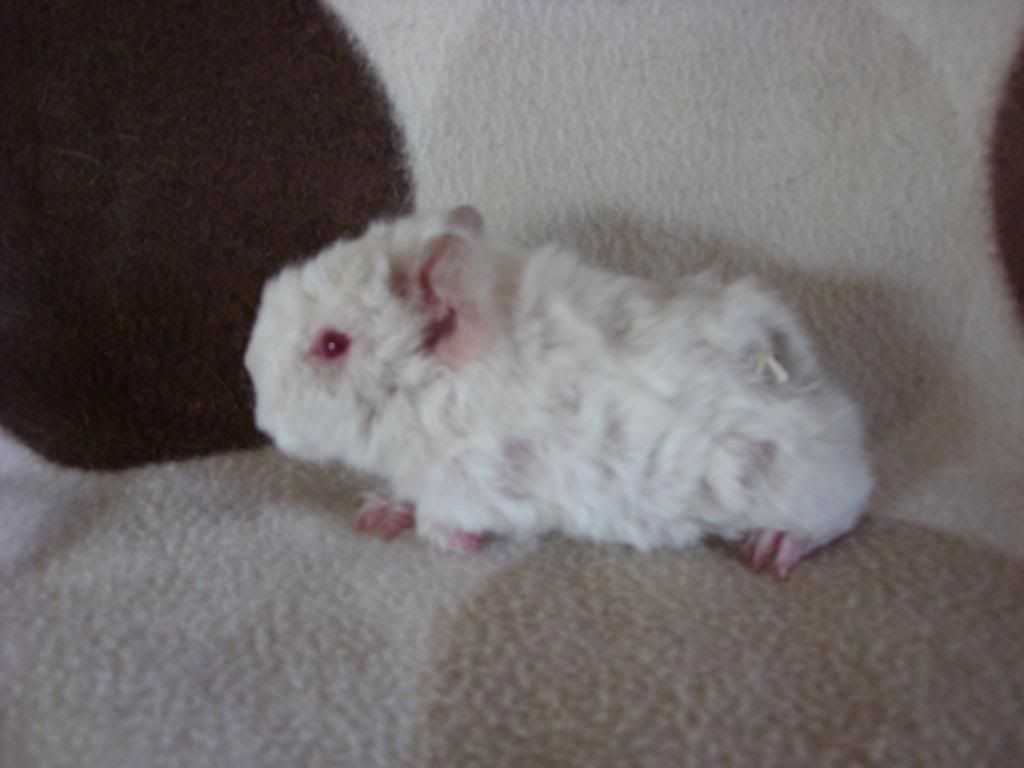 avairypigs004.jpg