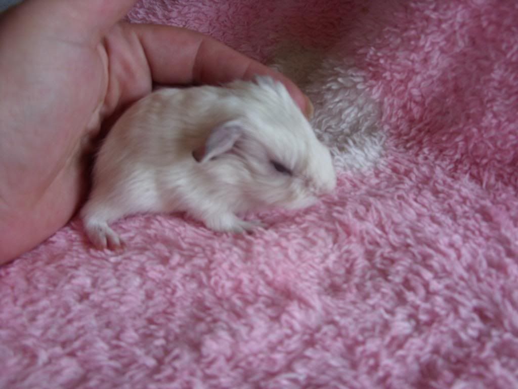 babies001.jpg