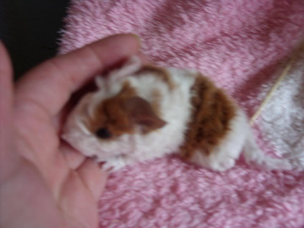 babies002.jpg
