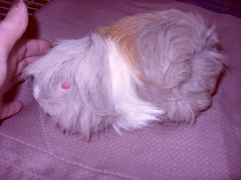 rescuepigs035.jpg
