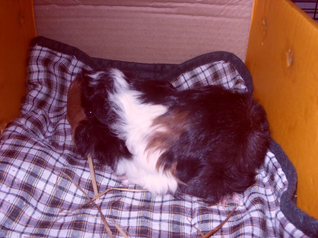 rescuepigs036.jpg