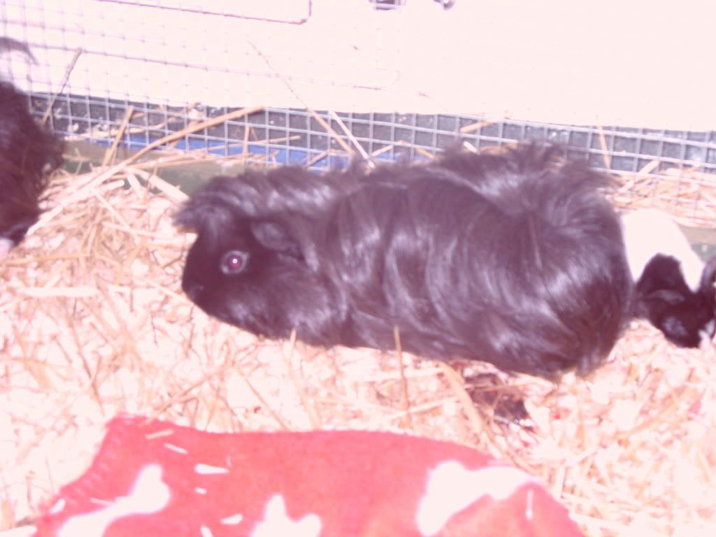 rescuepigs045.jpg