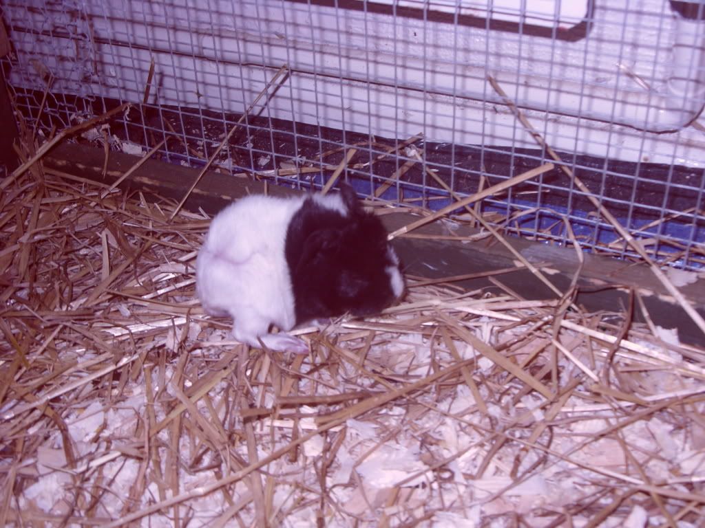 rescuepigs048.jpg