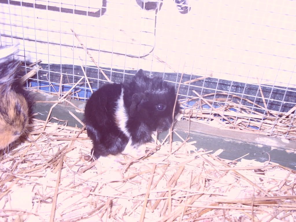 rescuepigs050.jpg