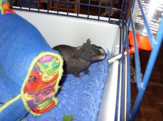 skinnypigs001.jpg