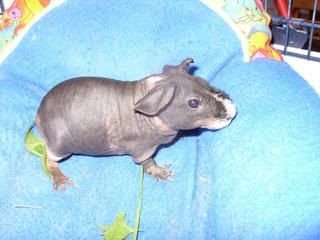 skinnypigs003.jpg