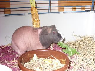 skinnypigs006.jpg