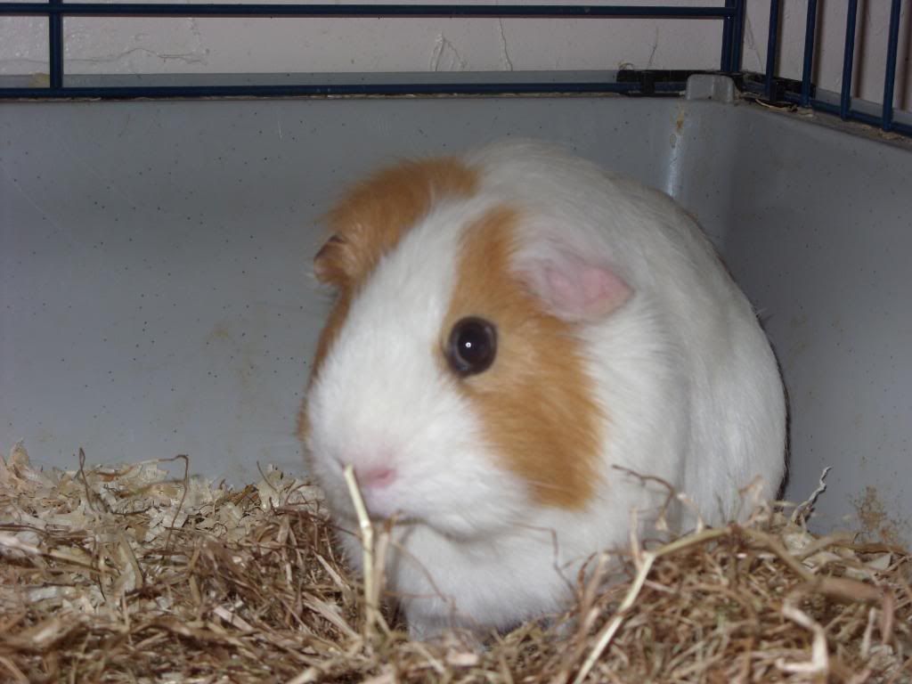 tallulah001.jpg