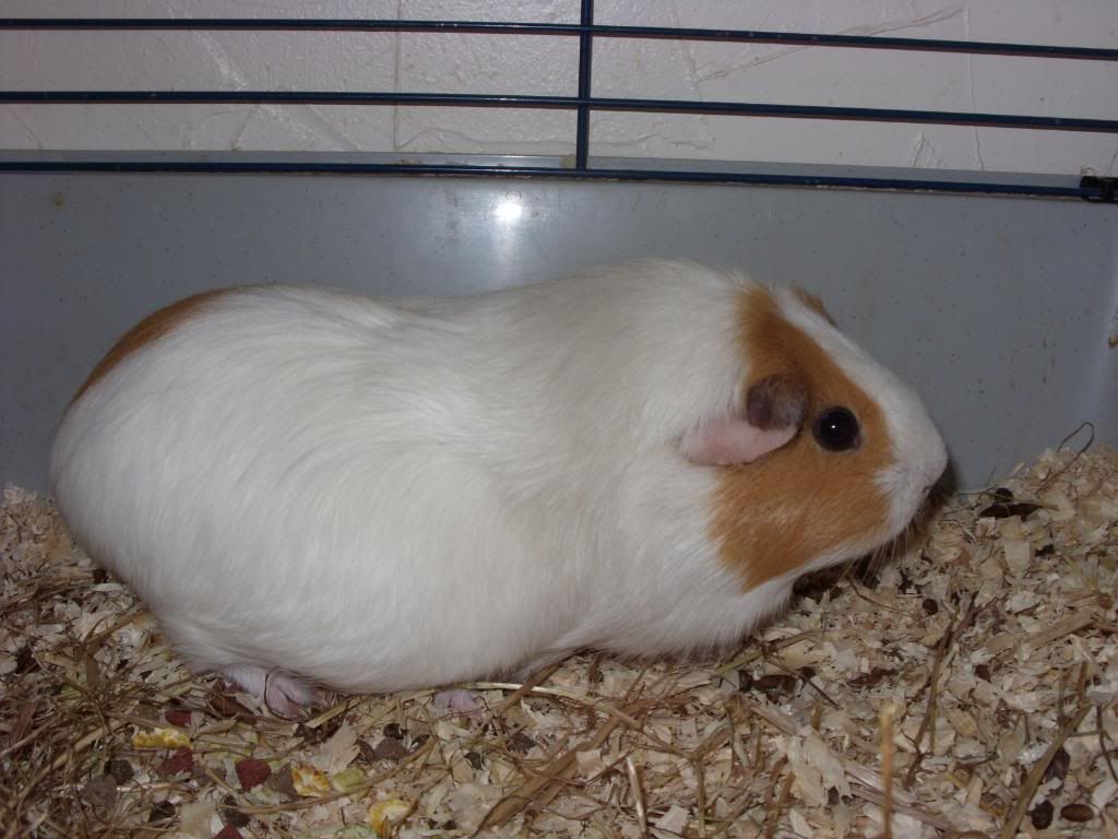 tallulah002.jpg