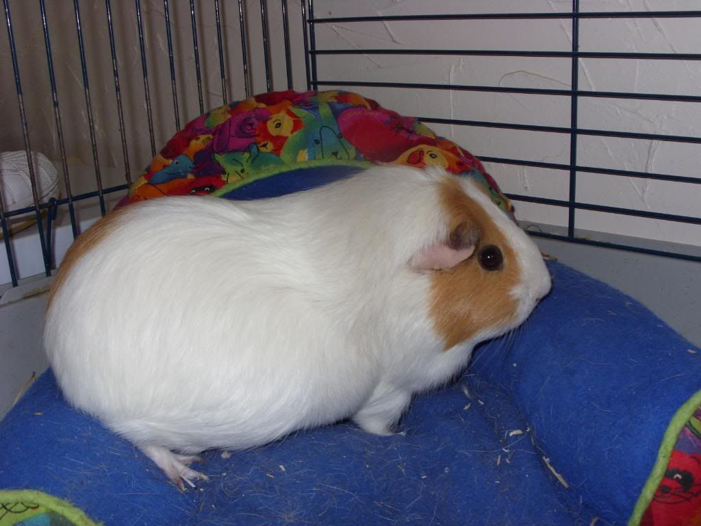 tallulah003.jpg