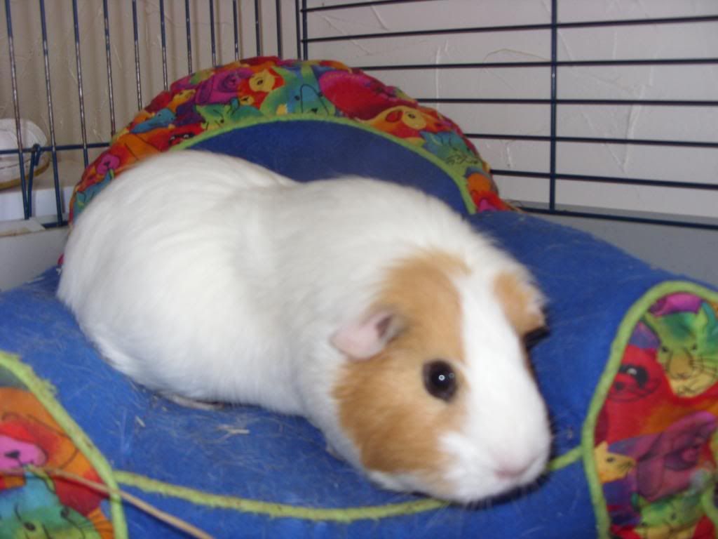 tallulah004.jpg