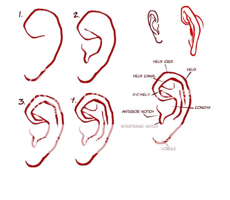 ear_zpsf5cb1ba7.jpg Photo by 50grey | Photobucket