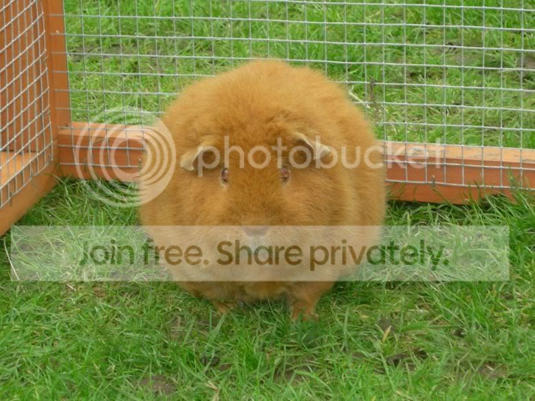 Polly.jpg