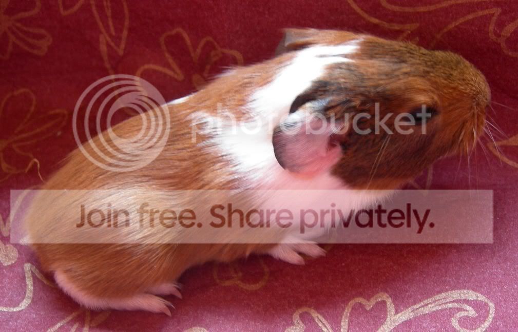 Rubysbabyno3.jpg
