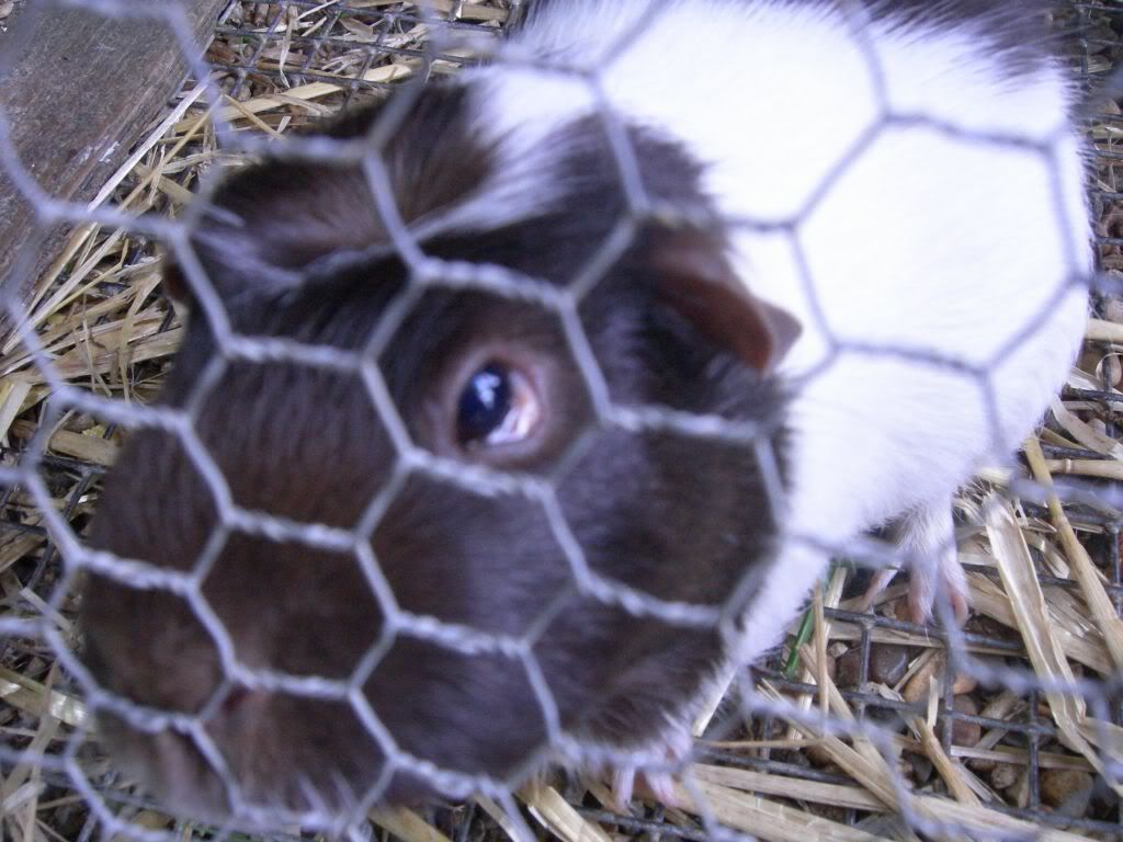 poorlypiggy.jpg